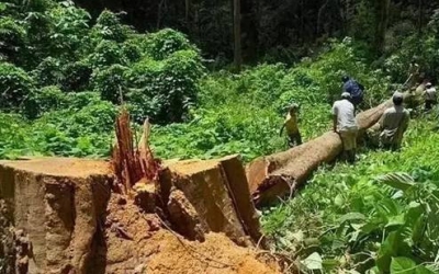 缅甸花梨（大果紫檀）逐渐成为红木家具的“主力军”。。。。。。