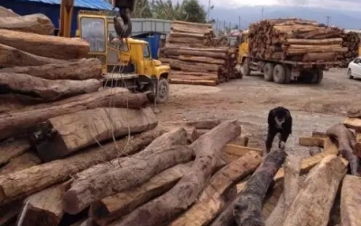 缅甸花梨凭什么，，，，，，价钱一起上涨....